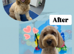 Dog Cat Grooming 