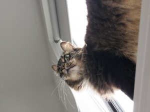 IMG20250312090835