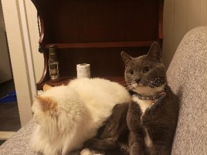 f5fd30fee804499a8cb8d8921210009