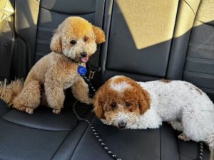 0dba474b1afd3da730f95ce03bba3c0f