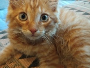 61e8feb8-d3fc-45de-9e23-6d4762b825bc-1_all_212