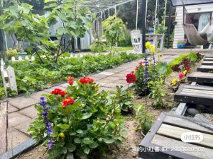 Back Garden