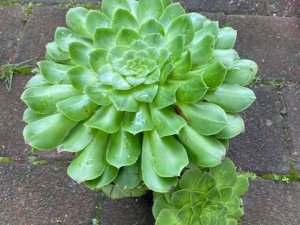 サキュラン1種