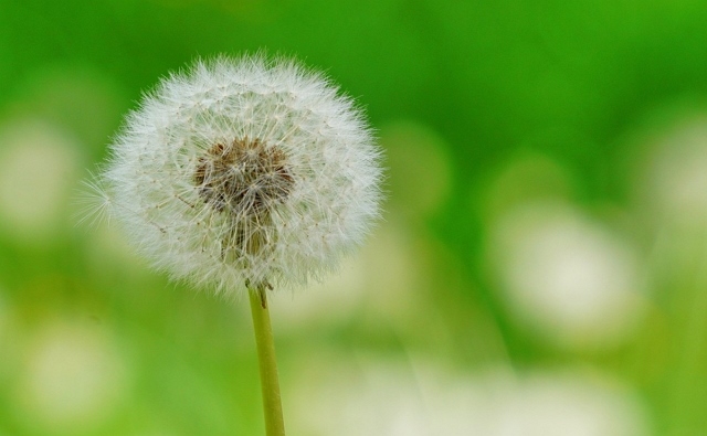Dandelion