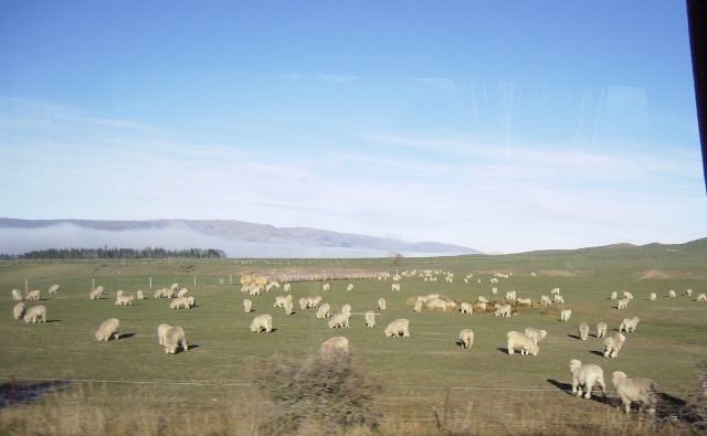 sheep1
