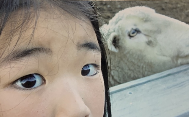 sheep2