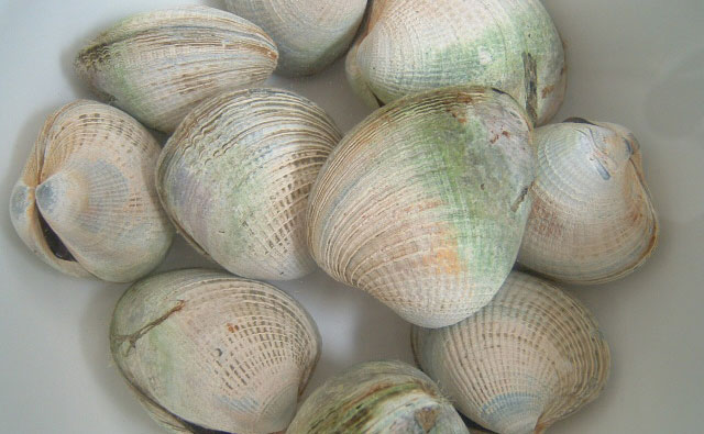 コックル貝