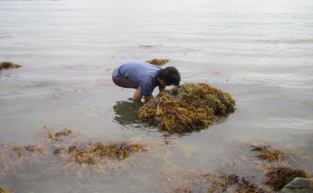 ウニを捕まえるポイント
