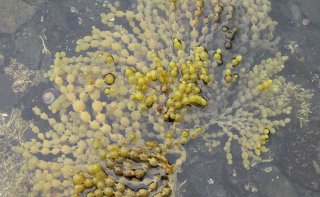 プチプチの海藻