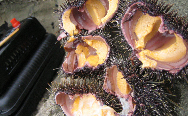 ウニBBQ