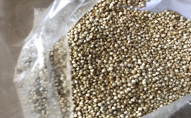 Quinoa