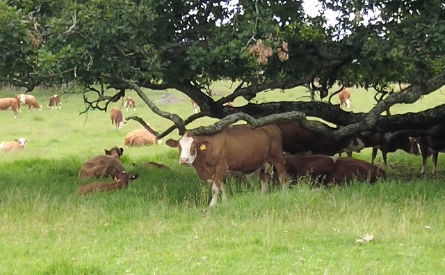 pcow