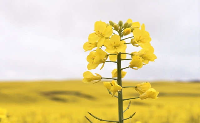菜の花