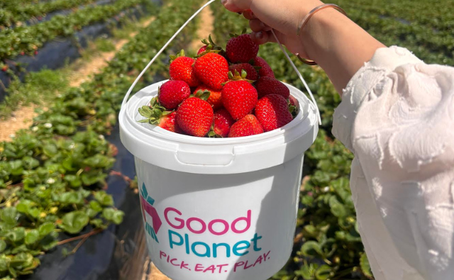 フルーツピック