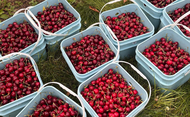 cherry