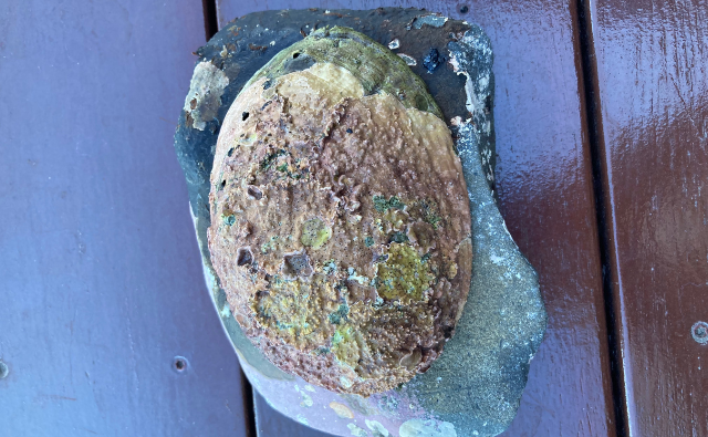 ニュージーランドの海のお宝！不思議な貝「パウア」の魅力と楽しみ方徹底ガイド