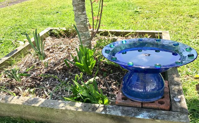 Bird Bath