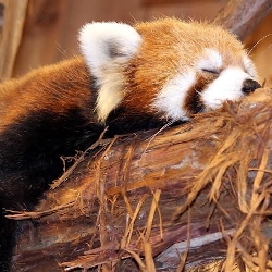 red panda