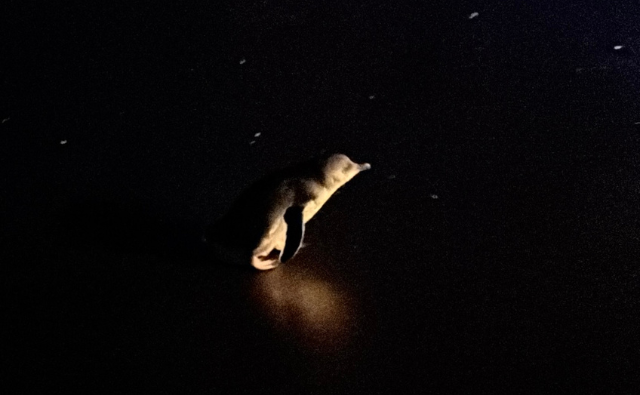 ニュージーランドで出会える野生動物たち