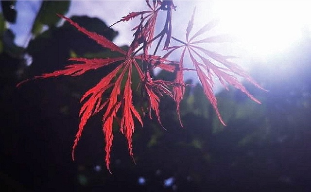紅葉