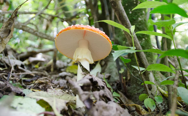 その森・草原歩いても大丈夫？をチェックできるWalking Access Mapping System