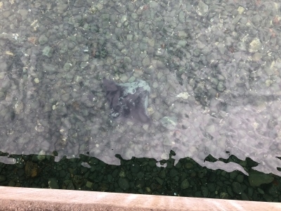 IMG-4306