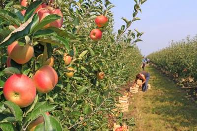 aaApplePickingMain