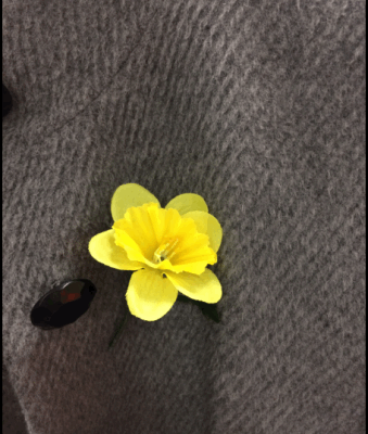 daffodil